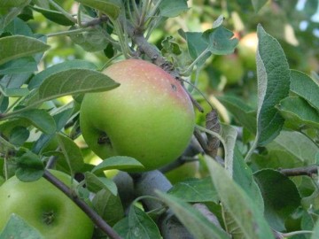 Does An Apple a Day Really Keep the Doctor Away?